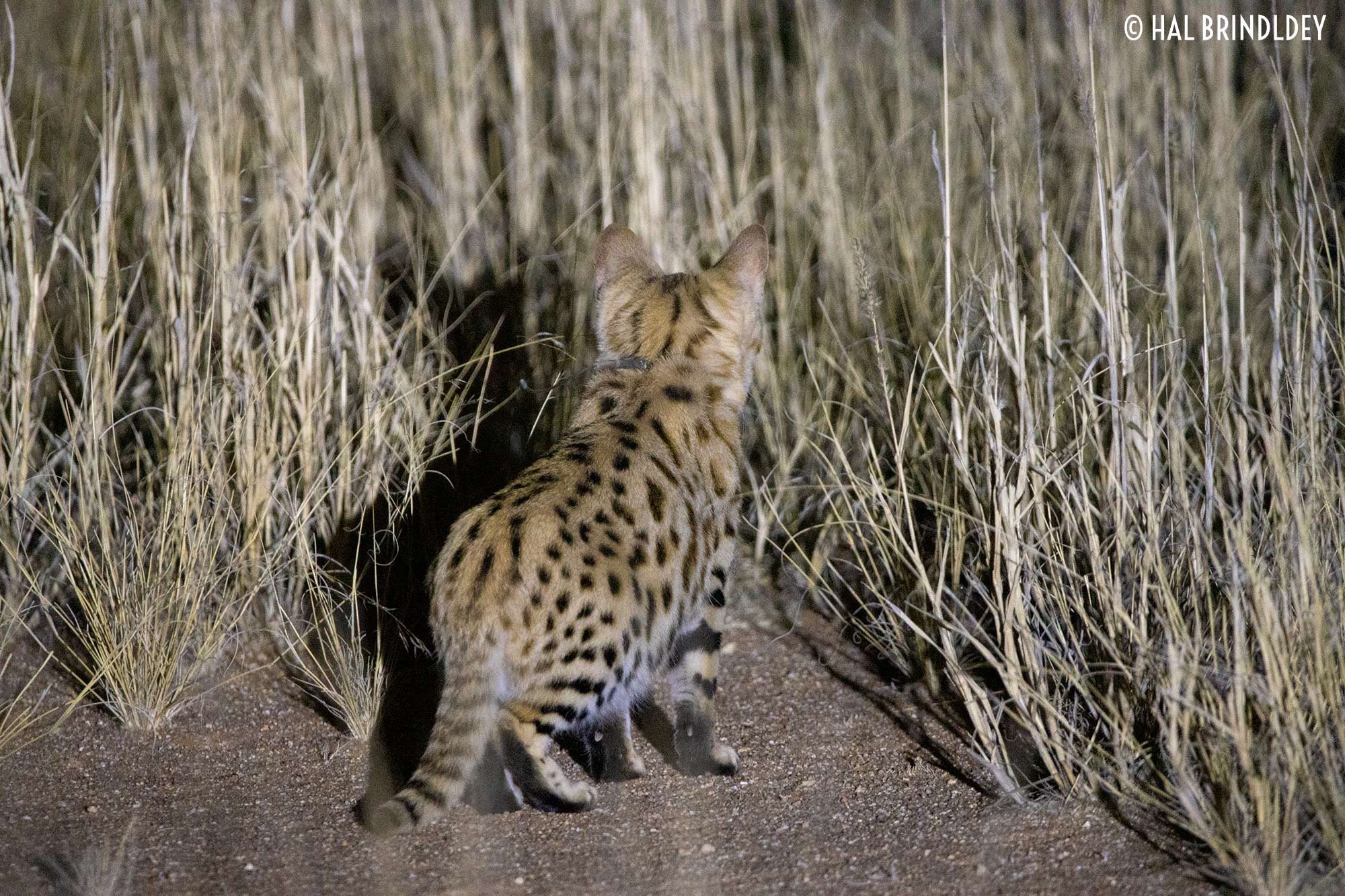 View of the black fur on the soles of the feet of the black-footed cat
