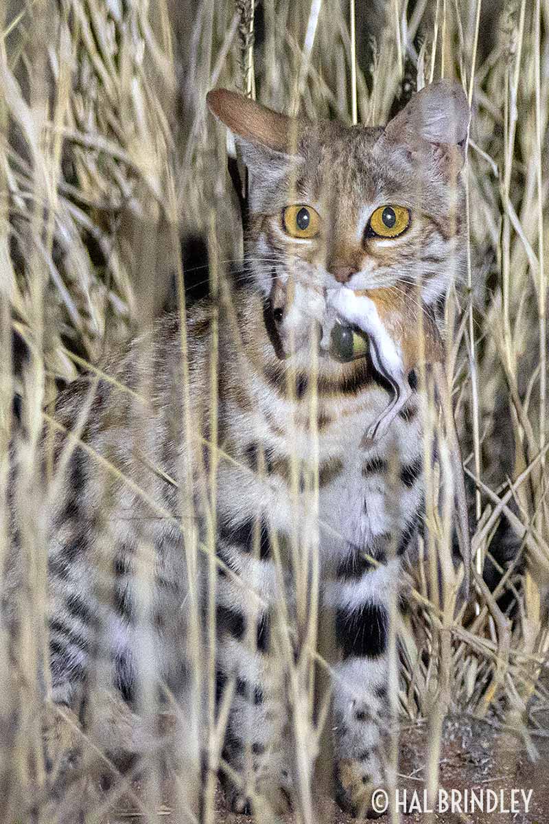 black-footed cat hunting